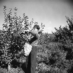 Cover image for Photograph - Huonville, picking apples