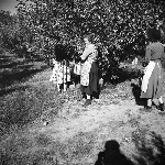 Cover image for Photograph - Huonville, apple pickers