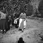 Cover image for Photograph - Huonville, apple pickers