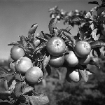 Cover image for Photograph - Huonville, apples on the tree