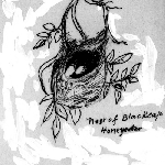 Cover image for Photograph - Nature Study, nest of Blackcap Honeyeater, pencil drawing (copy)