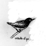 Cover image for Photograph - Nature Study, White-eye, pencil drawing (copy)