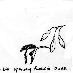 Cover image for Photograph - Nature Study, Spine-bill opening Fuchsia buds, pencil drawing (copy)