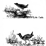 Cover image for Photograph - Nature Study, Little Crake, Land Rail and chicks, pencil drawing (copy)