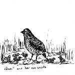 Cover image for Photograph - Nature Study, Quail and her six chicks, pencil drawing (copy)