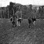 Cover image for Photograph - Derwent Valley, hop fields, stringing the hops