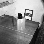 Cover image for Photograph - The kitten is in the box