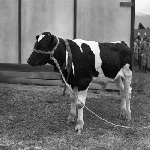 Cover image for Photograph - Royal Hobart Agricultural Show, calf