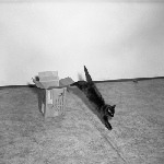 Cover image for Photograph - The kitten jumps out of the box