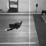 Cover image for Photograph - The kitten plays with the ball