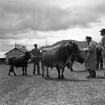 Cover image for Photograph - Royal Hobart Agricultural Show, judging cattle