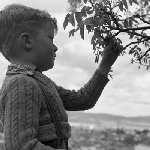 Cover image for Photograph - Child looking at a branches of tree