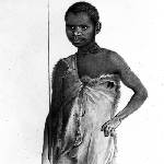 Cover image for Photograph - "Timmy, native of Hampshire Hills, V. D. L." drawing by T. Bock (copy)