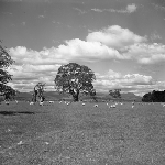 Cover image for Photograph - Paddock with sheep