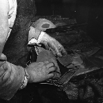 Cover image for Photograph - Blundstone Boot Factory, sorting leather