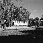Cover image for Photograph - Tamar River, Launceston, scenic view of park and river