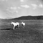 Cover image for Photograph - Horses in paddock