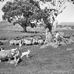 Cover image for Photograph - Sheep in paddock