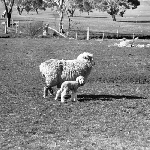 Cover image for Photograph - Sheep in paddock
