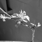 Cover image for Photograph - Apple blossom