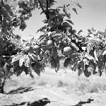 Cover image for Photograph - Fruit tree