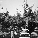 Cover image for Photograph - Huon Valley, apple picking