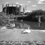 Cover image for Photograph - City Park, Launceston, swans