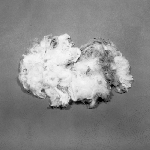 Cover image for Photograph - Greasy wool