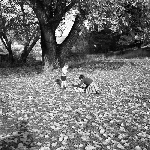 Cover image for Photograph - Hobart, Autumn scene, children playing amongst leaves