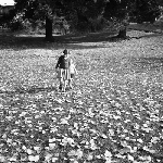 Cover image for Photograph - Fitzroy Gardens, Autumn scene, children walking in leaves