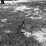 Cover image for Photograph - Wallaby