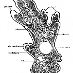 Cover image for Photograph - An amoeba showing principal structures, illustration (copy)