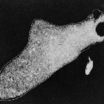Cover image for Photograph - Amoeba, photograph of a living animal by P.S. Tice (copy)