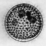 Cover image for Photograph - Glass model of a Protozoan colony (copy)
