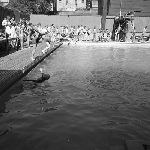 Cover image for Photograph - Education Department Swimming Pool, Hobart, Taroona High School students swimming