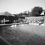 Cover image for Photograph - Education Department Swimming Pool, Hobart, Taroona High School students water sports