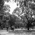 Cover image for Photograph - Franklin Square, Hobart, at lunchtime
