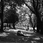 Cover image for Photograph - Franklin Square, Hobart, at lunchtime