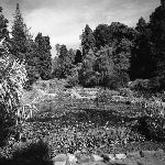 Cover image for Photograph - Royal Tasmanian Botanical Gardens, Hobart, Water Lily Pool