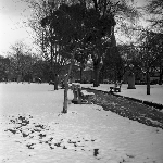 Cover image for Photograph - Hobart under snow, St. David's Park - 2 photographs