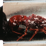Cover image for Film - Moulting Of The Southern Rock Lobster - filmed by R H Winstanley and J F Grant, Department of Film Production for Dept of Agriculture.