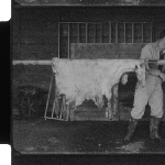Cover image for Film - Sheepskins For Market - killing sheep and removing skins for best results, drying in shed under cover, spraying with DDT or arsenate of soda. Dept of Film production