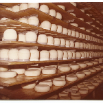 Cover image for Photograph - Lactos Pty Ltd - Factory interior - racks of cheese