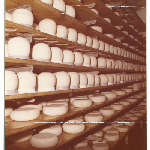 Cover image for Photograph - Lactos Pty Ltd - Factory interior - racks of cheese