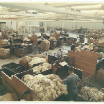 Cover image for Photograph - Patons and Baldwins (Australia) Ltd - Woolsorting