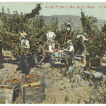 Cover image for Photograph - Postcard - Apple picking, Ranelagh, Huon, Tasmania, S Spurling & Son, Launceston.