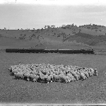 Cover image for Photograph - Tea Tree, showing express train and flock of sheep.
