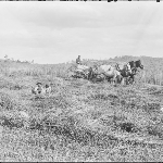Cover image for Photograph - Horses pulling McCormick harvester; children in harvested crop