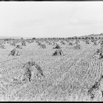 Cover image for Photograph - Hay after harvesting, Pittwater