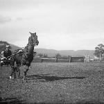Cover image for Photograph - Horse pulling sulky, Sorell race course?